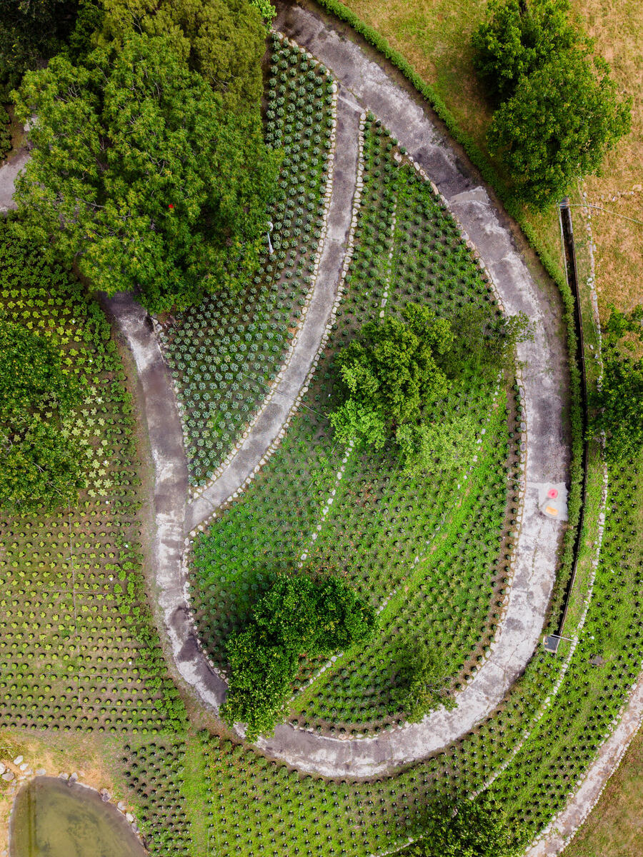 Aerial view of curved garden paths and cultivated planting beds