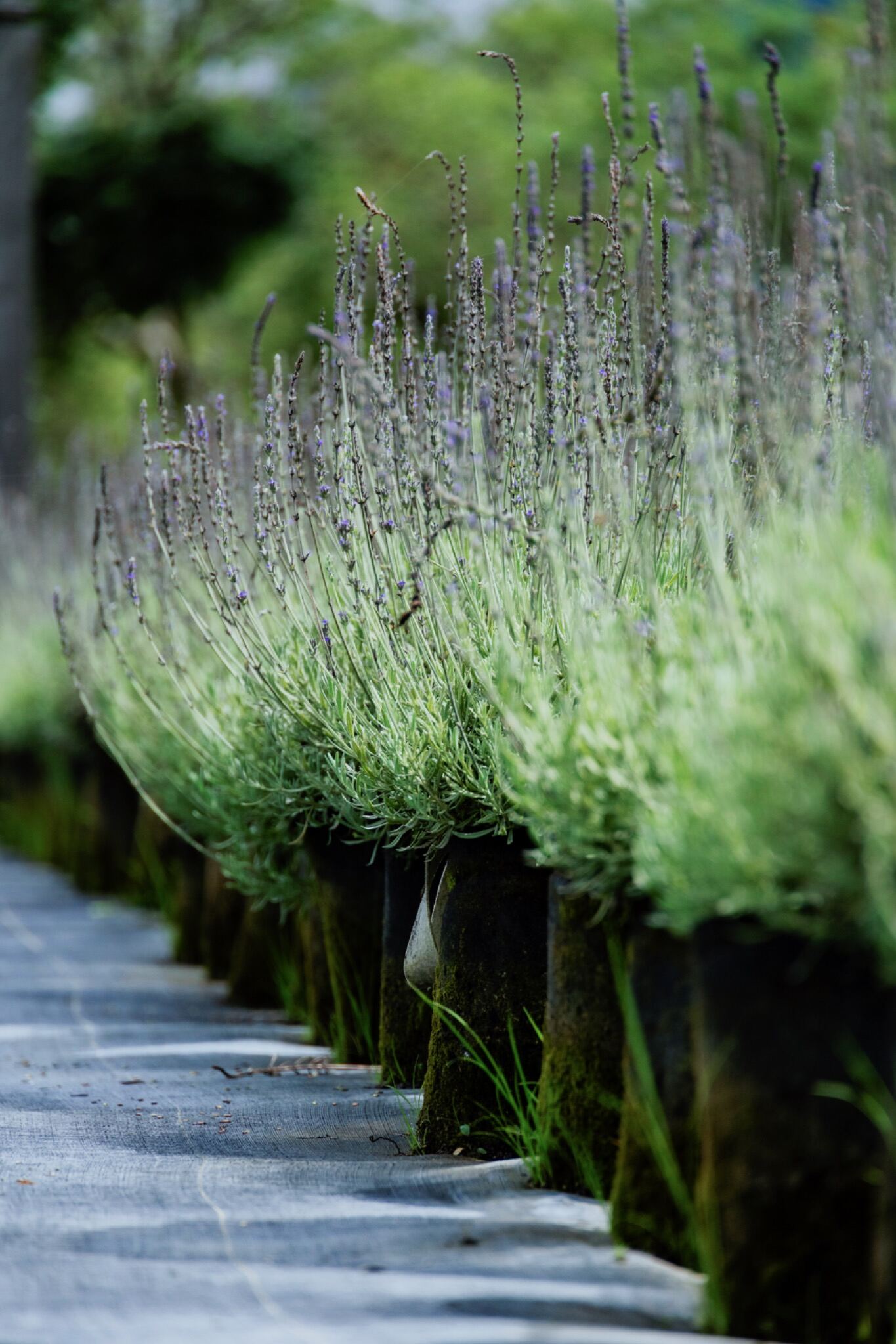 Lavender plants lining a quiet garden path at Blueseeds Park