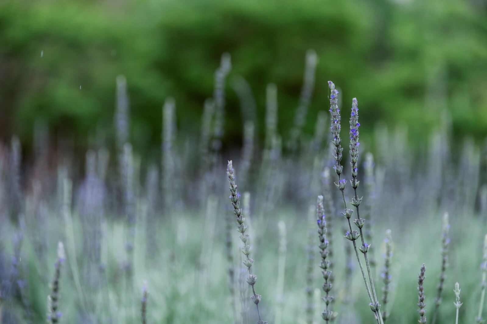 Lavender flowers in the sustainable botanical garden at Blueseeds Park