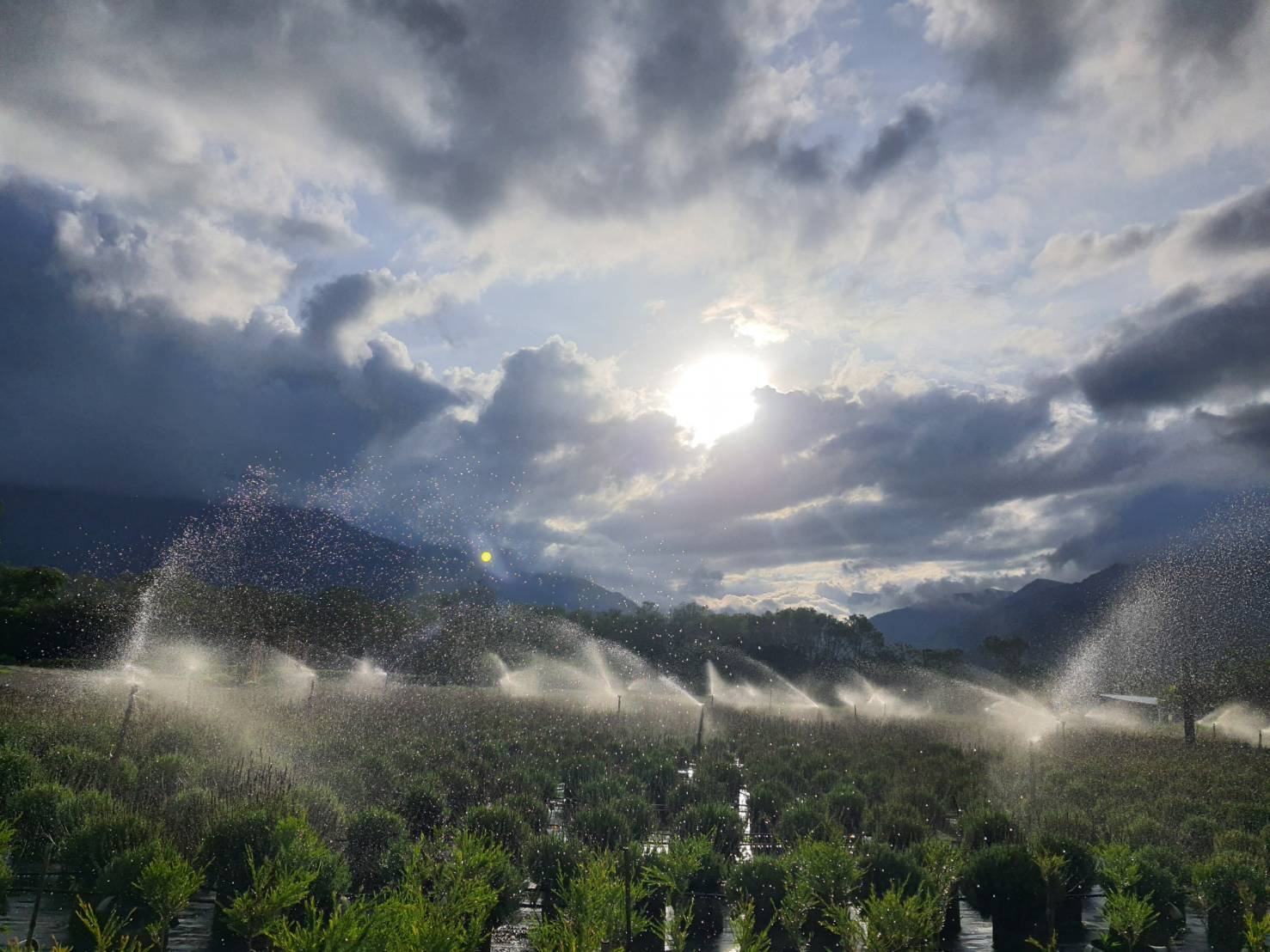 Sunlight breaking through clouds over irrigated herb fields at Blueseeds Park