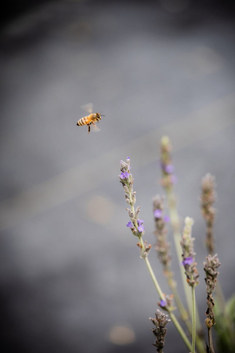 Bee hovering above a lavender flower